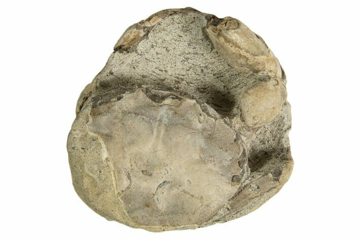 Eocene Fossil Crab (Pulalius) - Washington State #338076